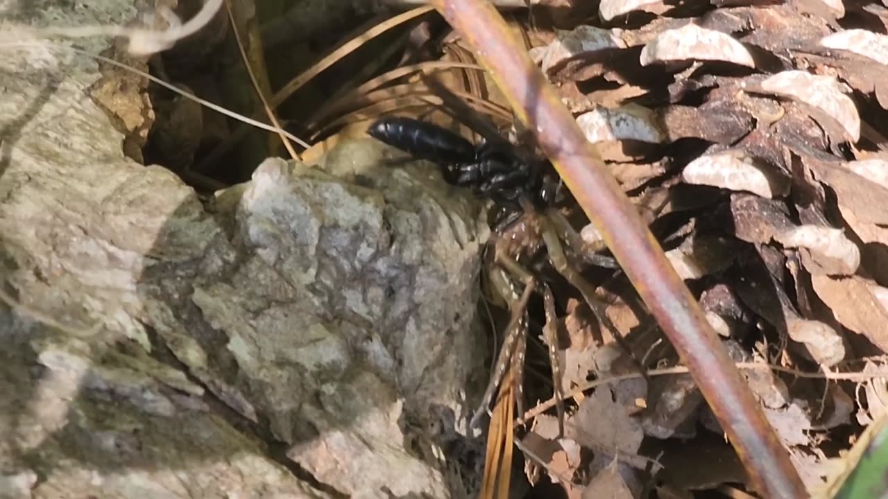 Spider wasp with spider