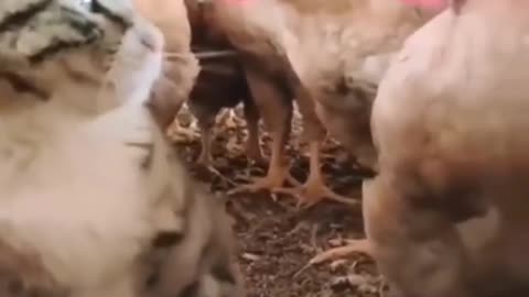 funny and cute cats