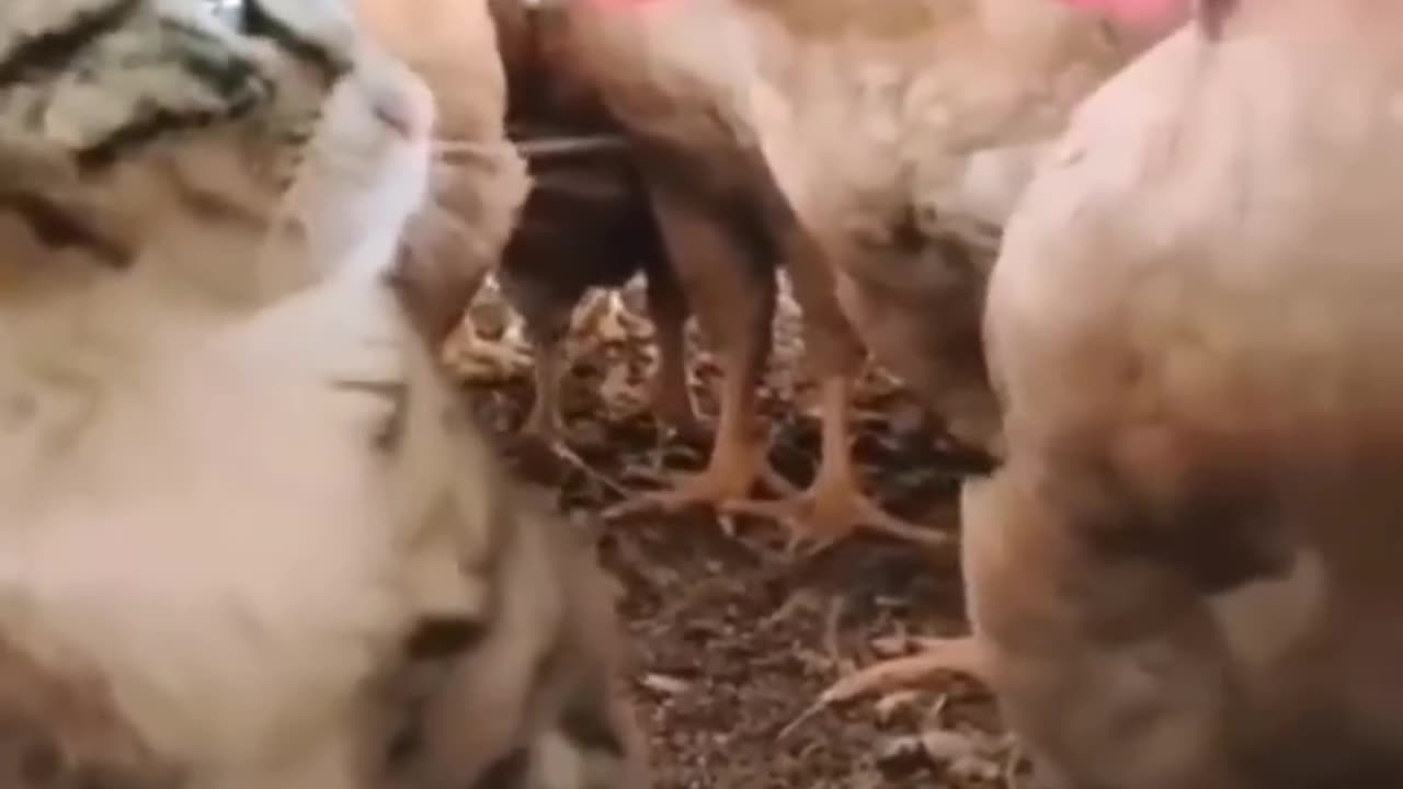 funny and cute cats