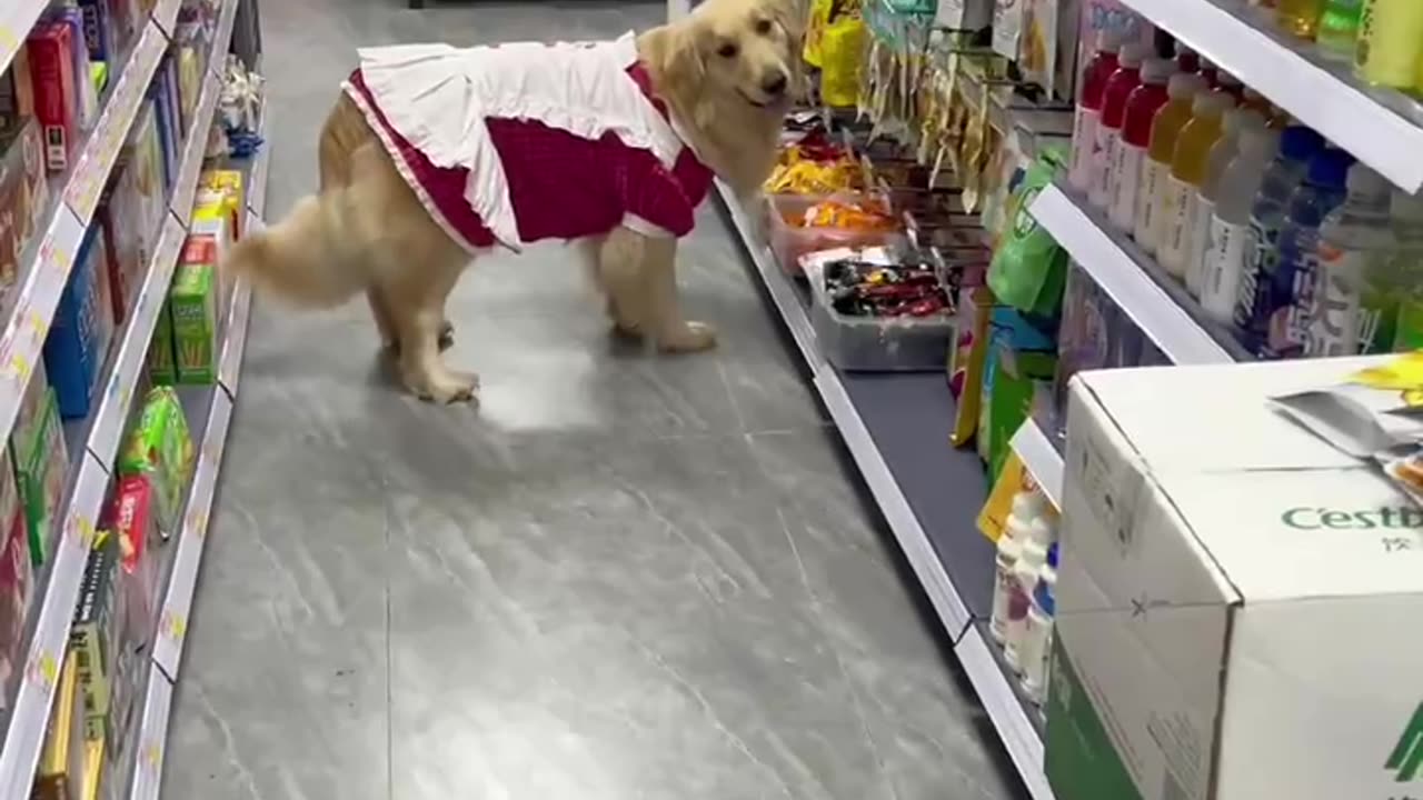 Greedy Golden Retriever