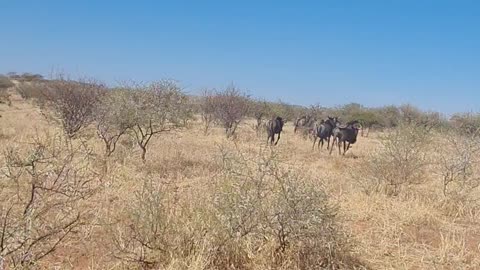 Wildebeest running wild