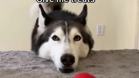 My Husky does THIS EVERY night!