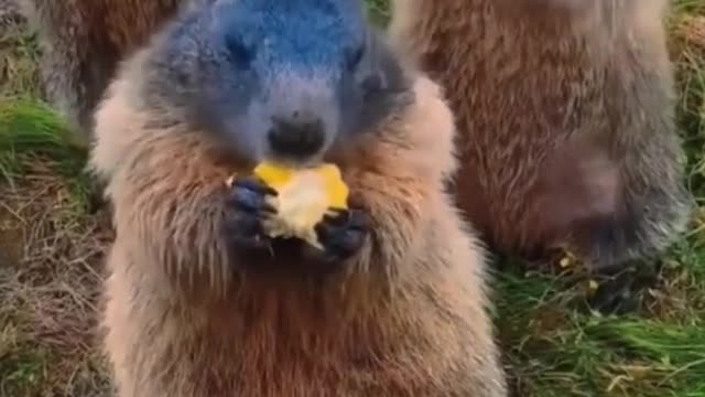 Have you ever seen a squirrel eat up close?