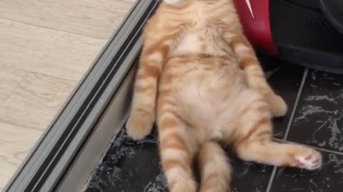 Petcat doubles your joys, and divides your sorrows.