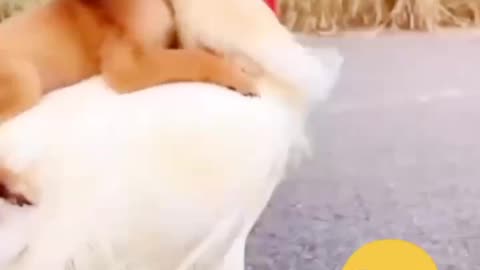 Puppy Playtime 😳😳Dont try to Laugh 😂😂 #shorts #short #viralshort #viral #fyp #fypviral