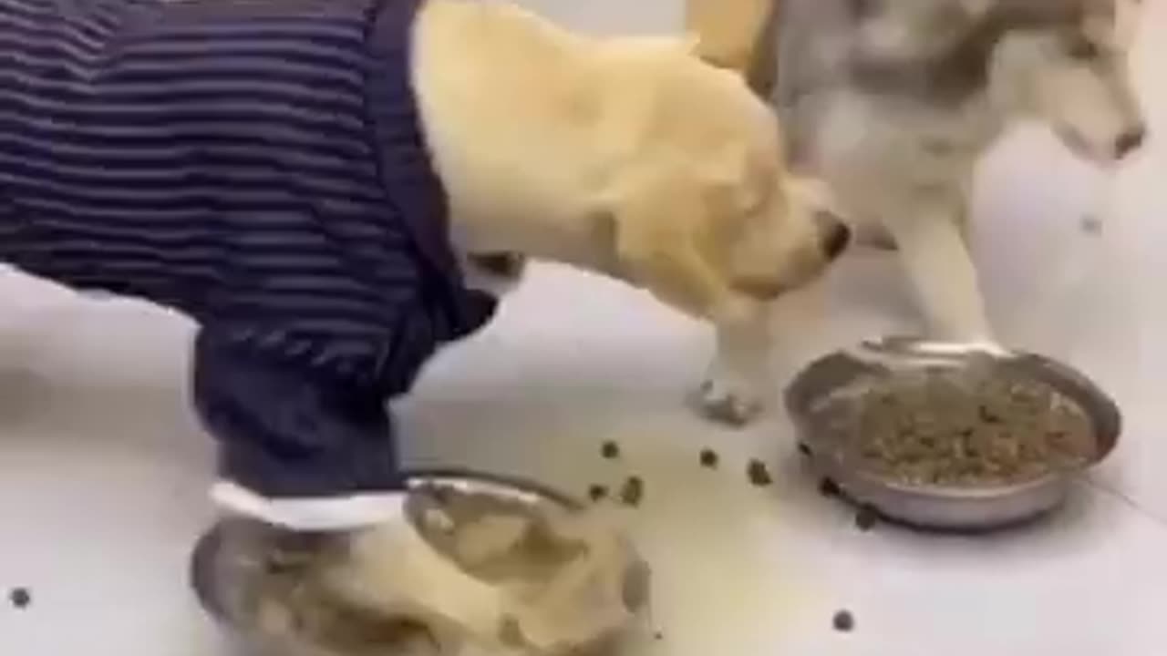 Funny animals 🤣🤣🤣