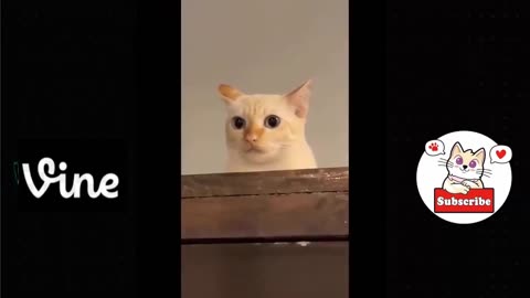 Best Funny Animal Videos Of The 2023 🤣