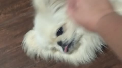 🐕😂