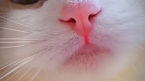 World most beautiful cat