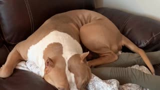 When the Dog Takes Babysitting Literally