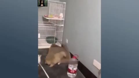 Cat Funny 1