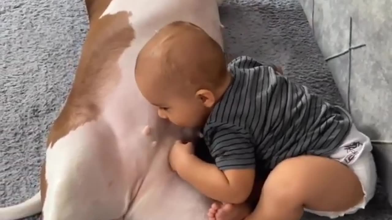 Pitbull and babies love 💘💘