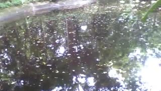Olhando ao redor do lago no jardim botânico, onde a natureza reina [Nature & Animals]