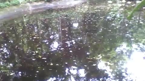 Olhando ao redor do lago no jardim botânico, onde a natureza reina [Nature & Animals]