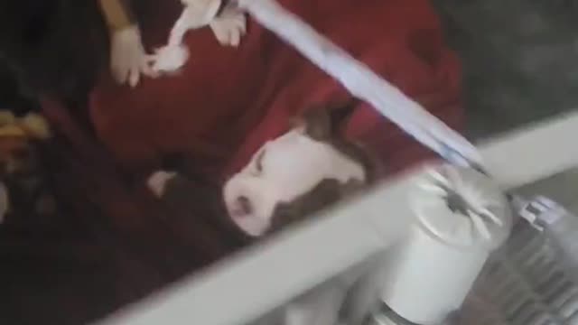Puppy play time