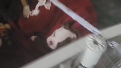 Puppy play time