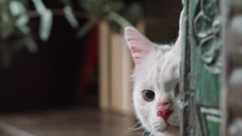 Hidden cat