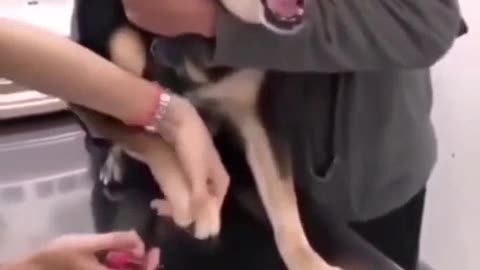 WATCH A SHORT VIDEO DOG CRYING FOR NEIL CUT,AN ANIMAL VIDEO, A SHORT VIDEO