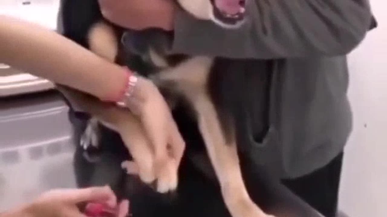 WATCH A SHORT VIDEO DOG CRYING FOR NEIL CUT,AN ANIMAL VIDEO, A SHORT VIDEO