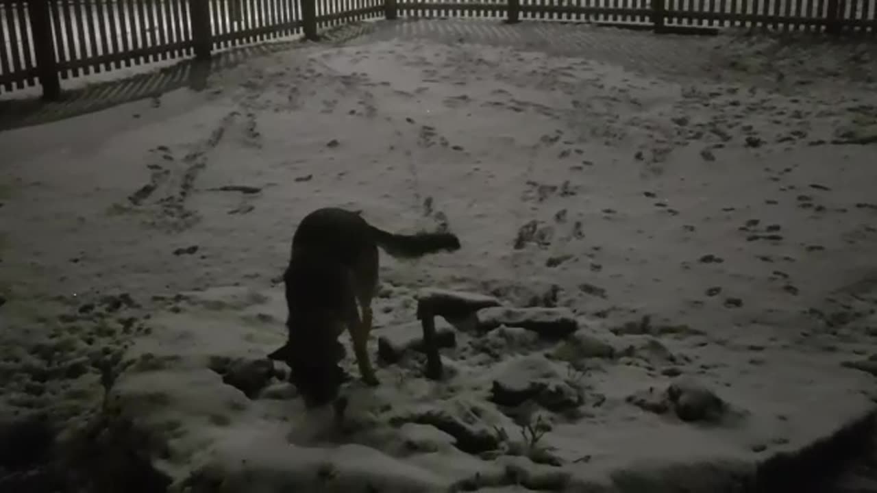 what animal am i?