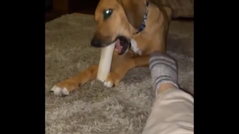 Funny dogs cats barking and howling