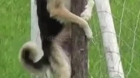 Funny cats and animals
