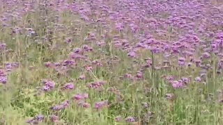 Pretty Willow Verbena