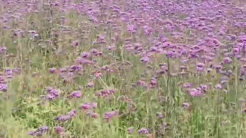 Pretty Willow Verbena
