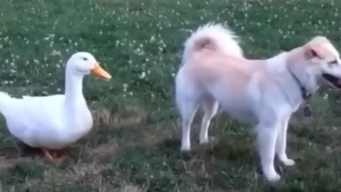 Funny cats