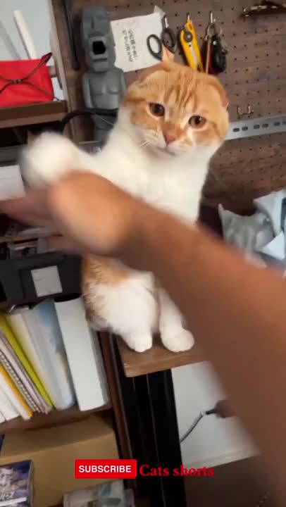 funny cats#shorts