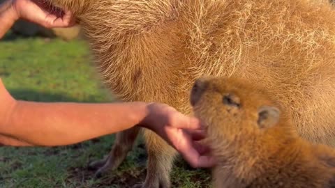 Cute video
