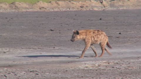 Why Are There No Hyenas In North America?-2