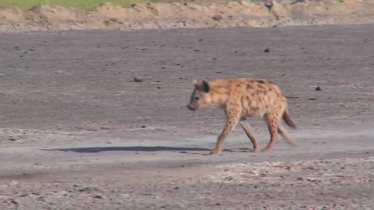 Why Are There No Hyenas In North America?-2