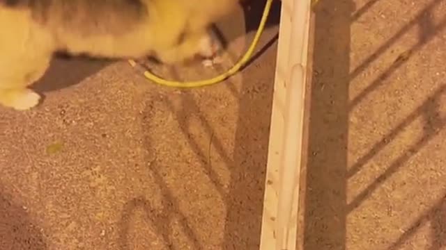 Dog Donโt laugh. Come and help me๐๐#dog