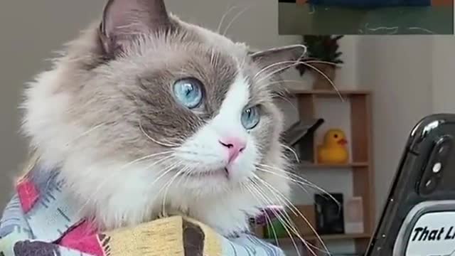 With a bit of fear… Puff did it!!!!