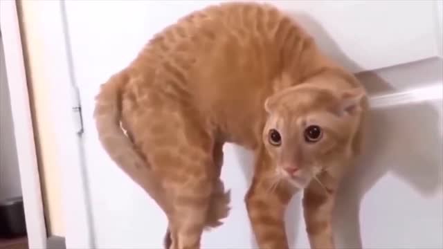 the funniest cat scares