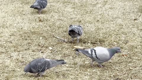 Cute pigeons in the city