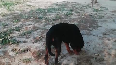 Rottweiler stunt