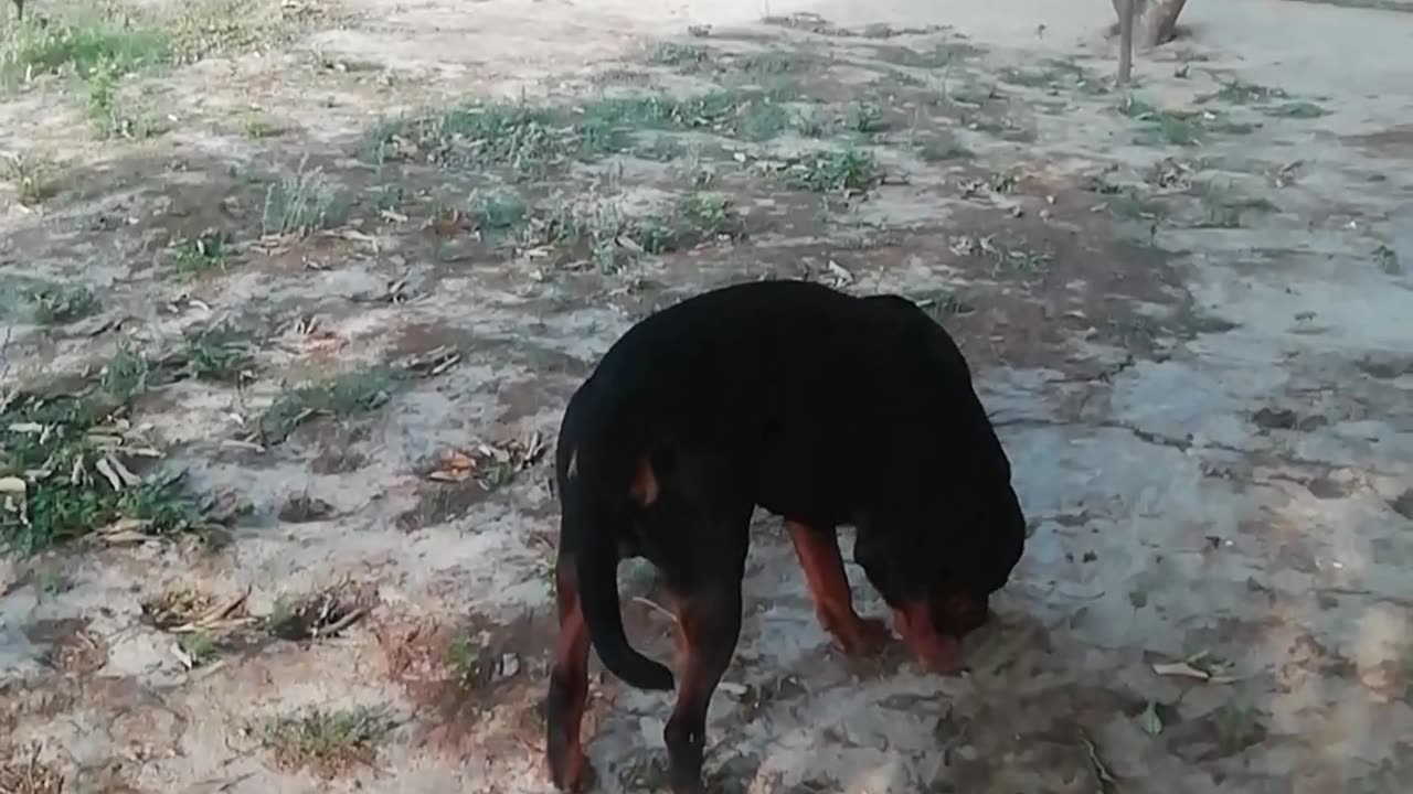 Rottweiler stunt