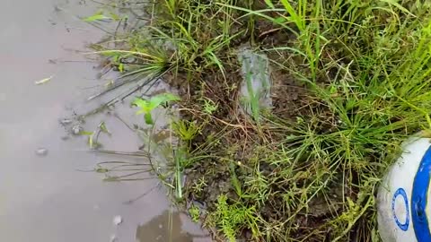 Menemukan Ikan Lele Di Sawah, Ikan Koi, Ikan Nila, Ikan Hiu, Gurita, Kepiting, Ikan Arwana [Part590]