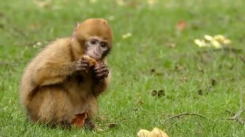 Funny animals 😋😎🤣funny moments 😋😊