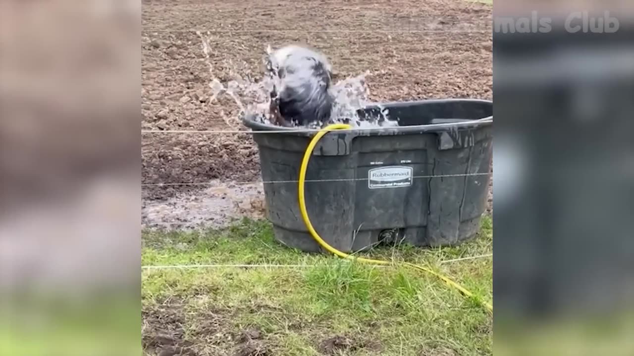 Funniest Animals Video - Best Cats😹 and Dogs🐶 Videos of 2022 Compilation! (1080p)