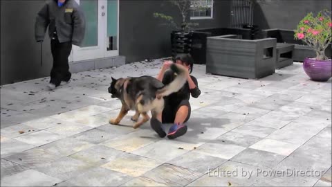How to train your dog