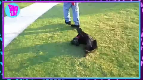 These pets are amazing