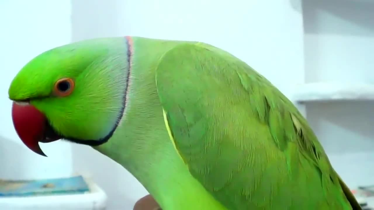 Conversation with my parrot,Worlds best Bird