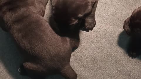 Lux X Warlock AKC pups 2 weeks old