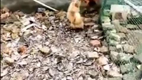 Chicken VS Dog Fight