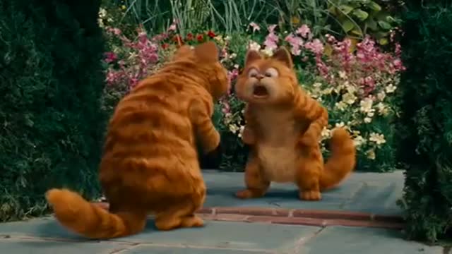 Cat funny video in house with mirror 😅😅😅