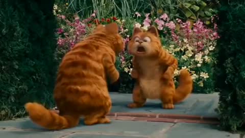 Cat funny video in house with mirror 😅😅😅