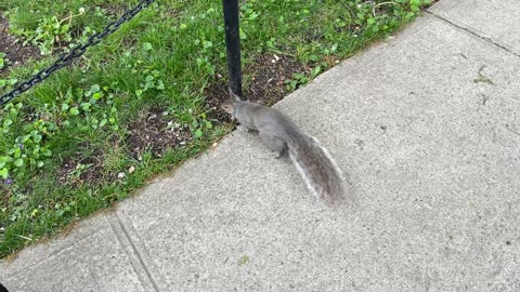 Squirrels @ at BLVD Grdns Boulevard Gardens Woodside Queens New York NYC (04-2023)